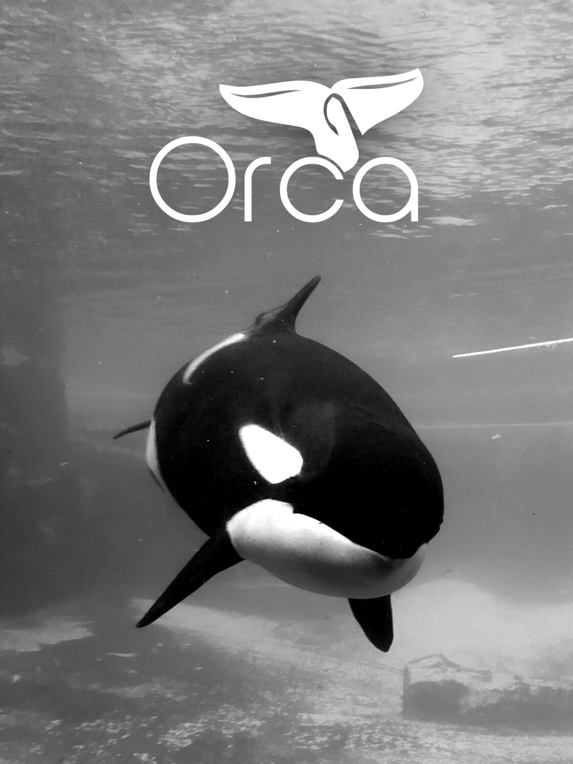 Orca (fashion store) Branding design